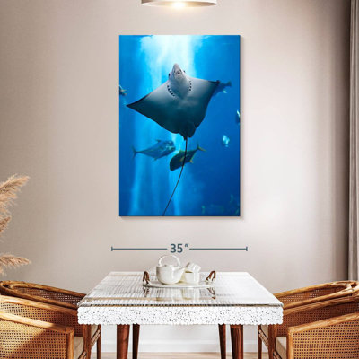 Brampt Manta Ray