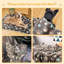 Couverture pour animal-97634033