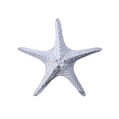 11.5" Resin Amalfi Starfish