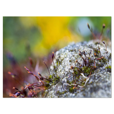 Composition abstraite de fleurs en mousse moderne, reproduction de photo sur toile tendue