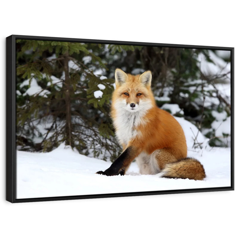 «Winter Red Fox», reproduction sur toile, H 9 po x l 13 po
