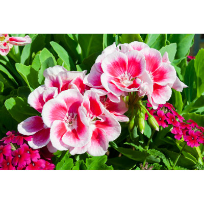 Tepass Zonal Geranium - Wrapped Canvas Print
