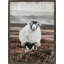 Graceful Standing Sheep On Canvas Print-693588199