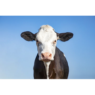 Black and White Cow, Grumpy Look, Pink Nose and As Background a Blue Sky 1 Piece Wrapped Canvas Wall Art