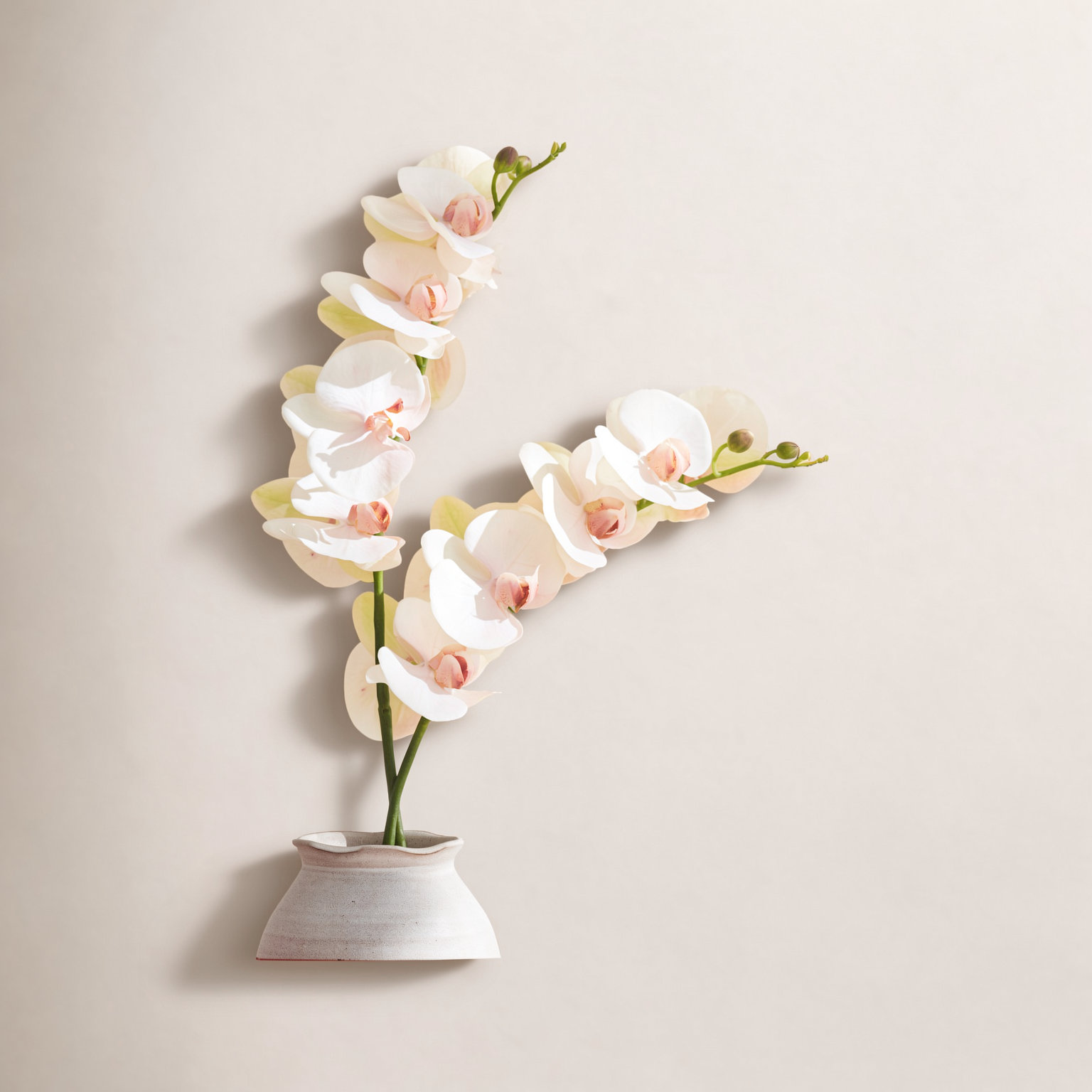 Phalaenopsis Orchid Stems, Blush