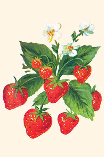« fraises et fleurs », reproduction d’art, H 36 po x l 24 po