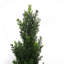 90cm Faux Tree in Pot Liner
