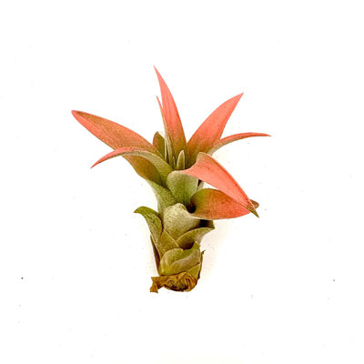 Air Plant Capitata Peach 2"-3" — Primary color: Peach