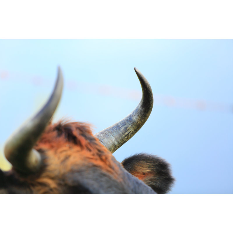 Horns Close-up by Camacho9999 - Wrapped Canvas Print, 20cm H x 30cm W