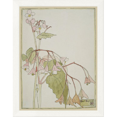 " Beef Begonia "