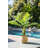 34 " H Faux Palm Tree in Plastic Basket