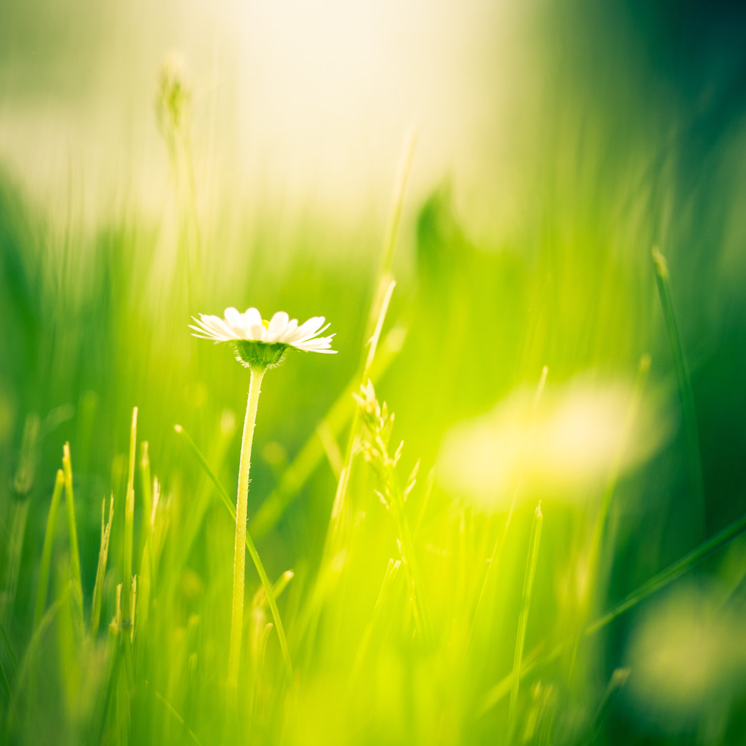 Schönheit in der Natur von Jeja - Leinwandbild