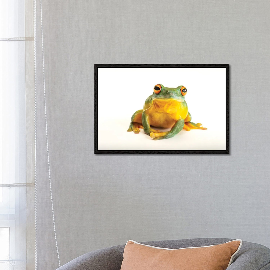 An Orange Eyed Tree Frog At Wild Life Sydney Zoo von Joel Sartore - Gallery-Wrapped Canvas Giclée on Canvas