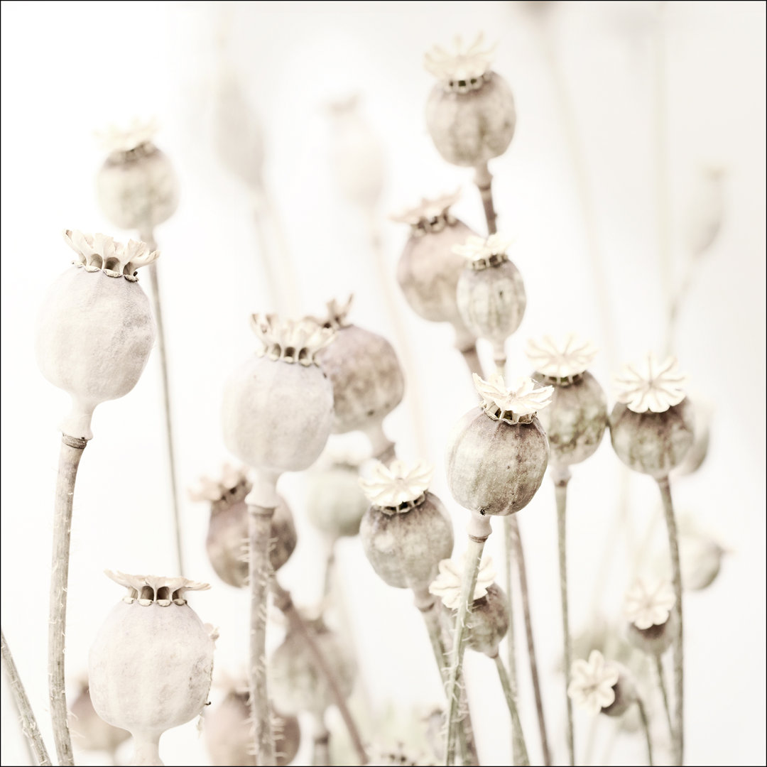 Dried Poppies – Druck ohne Rahmen auf Floatglas