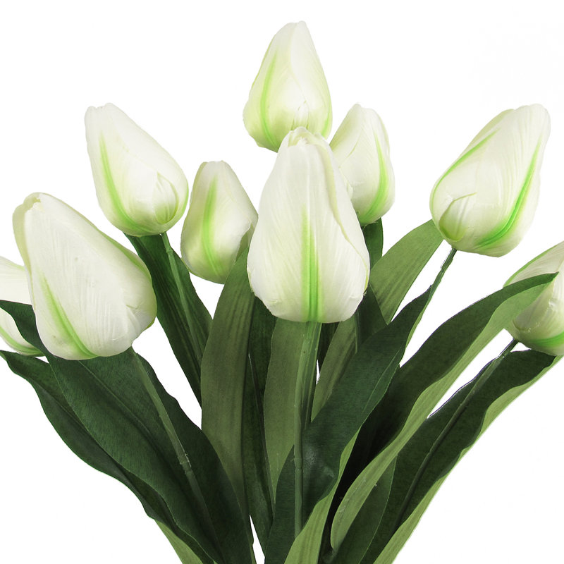 Grand tulipe, Blanc crème