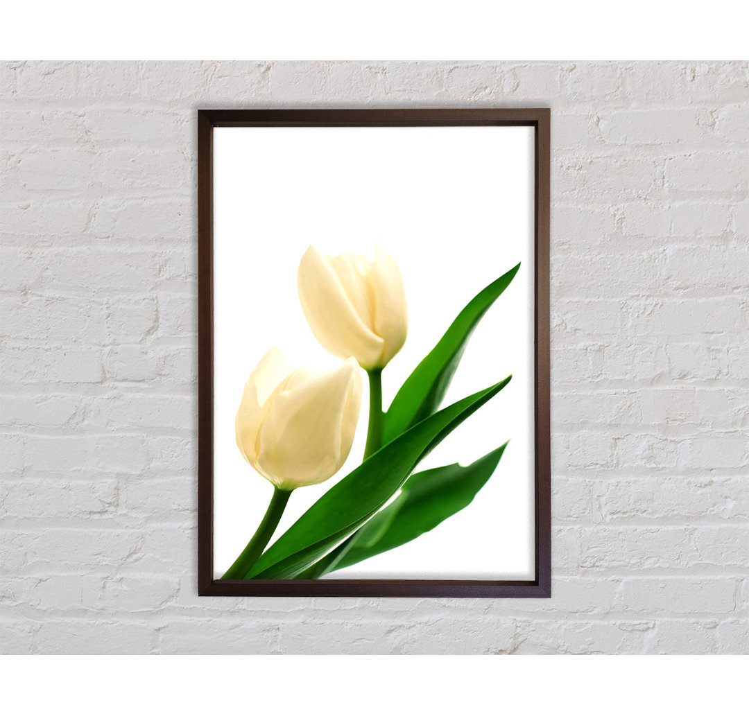 Tulpen FP - Druck