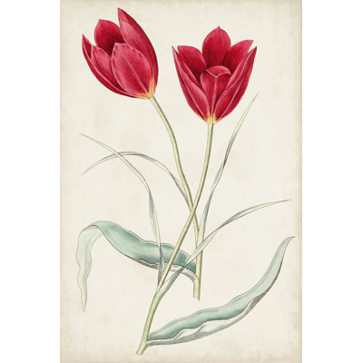 Antique Botanical Collection III by Ridgeway - Art Prints