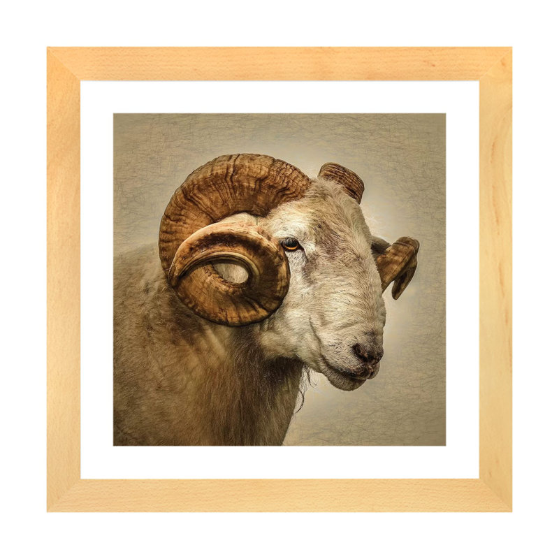 « RAM » par Mark Gemmell-impression d’art graphique, Papier bois naturel, H 16 po x l 16 po x P 1 po, Blanc