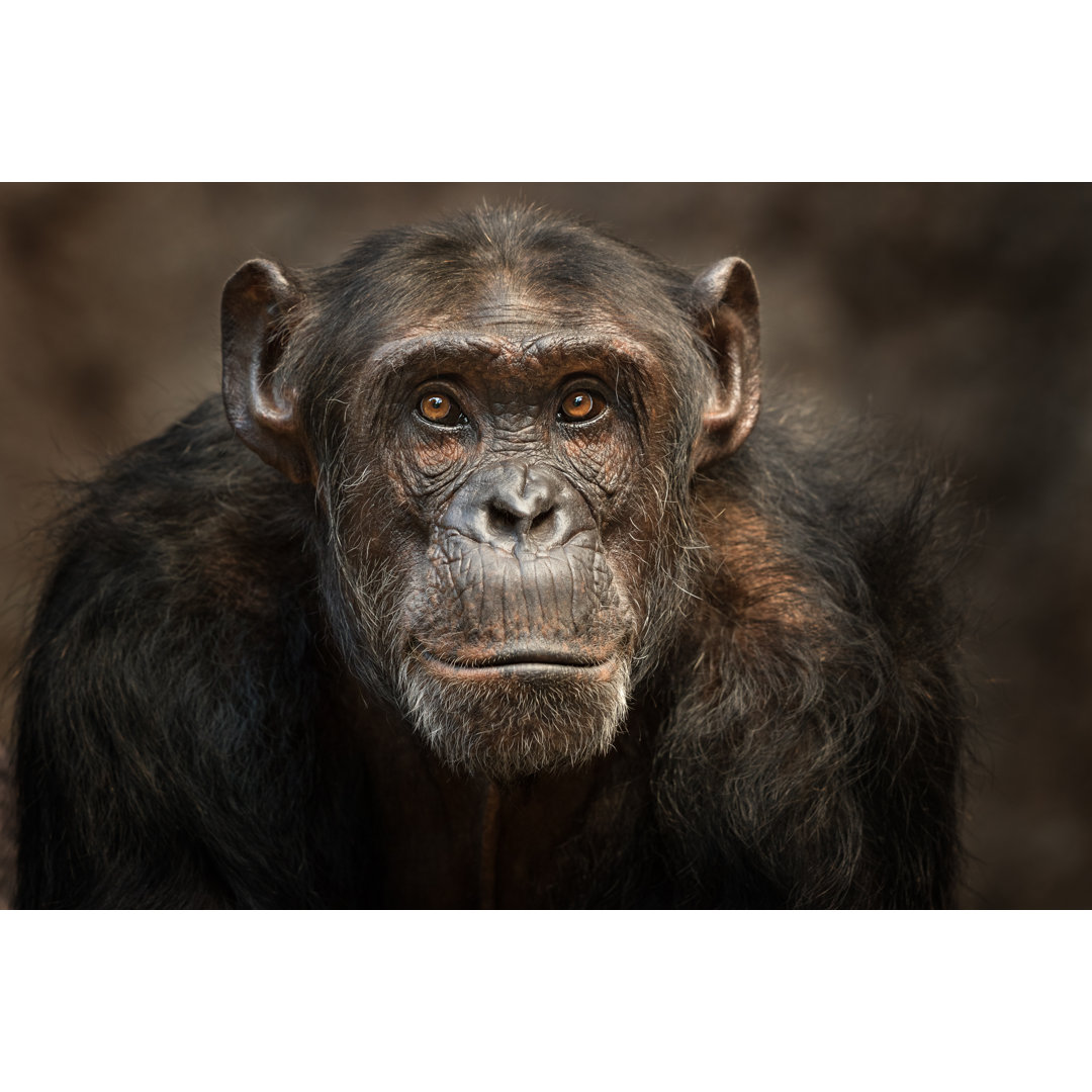 Portrait Of A Chimpanzee von Andyworks - Leinwanddrucke