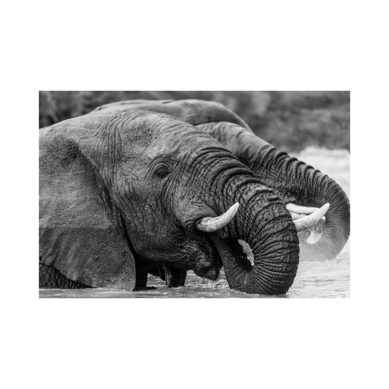 Bathing Elephants by Anders Jorulf - Wrapped Canvas Print, 66.04 cm H x 45.72 cm W x 3.175 cm D