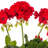 Artificial Polyester Geranium Bush-1931813636-1931813637