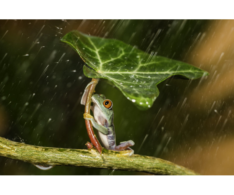Wrapped Canvas Print, 76.2 cm H x 50.8 cm W