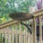 Three Hares Birdbath with Wall Mount Bracket