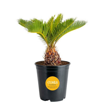 Sago Palm Tree in Nursery Pot