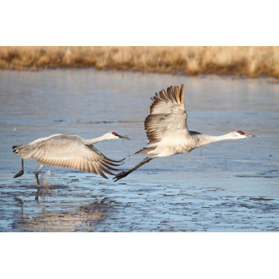 Sandhill Crane - Photographie sur toile tendue