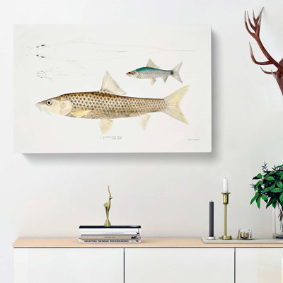 Carp Fish Illustrations by John Edward Gray - Wrapped Canvas