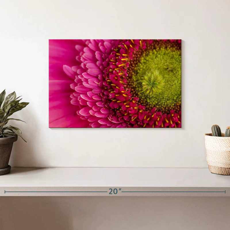 Gerbera magnifiée, H 8 po x l 12 po