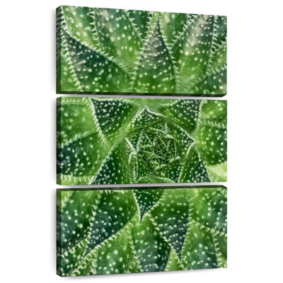 Plante grasse Harnek