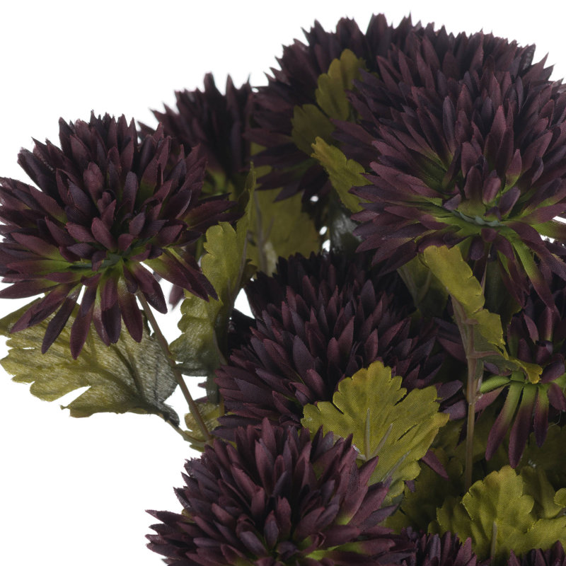 Anastasija Arrangement