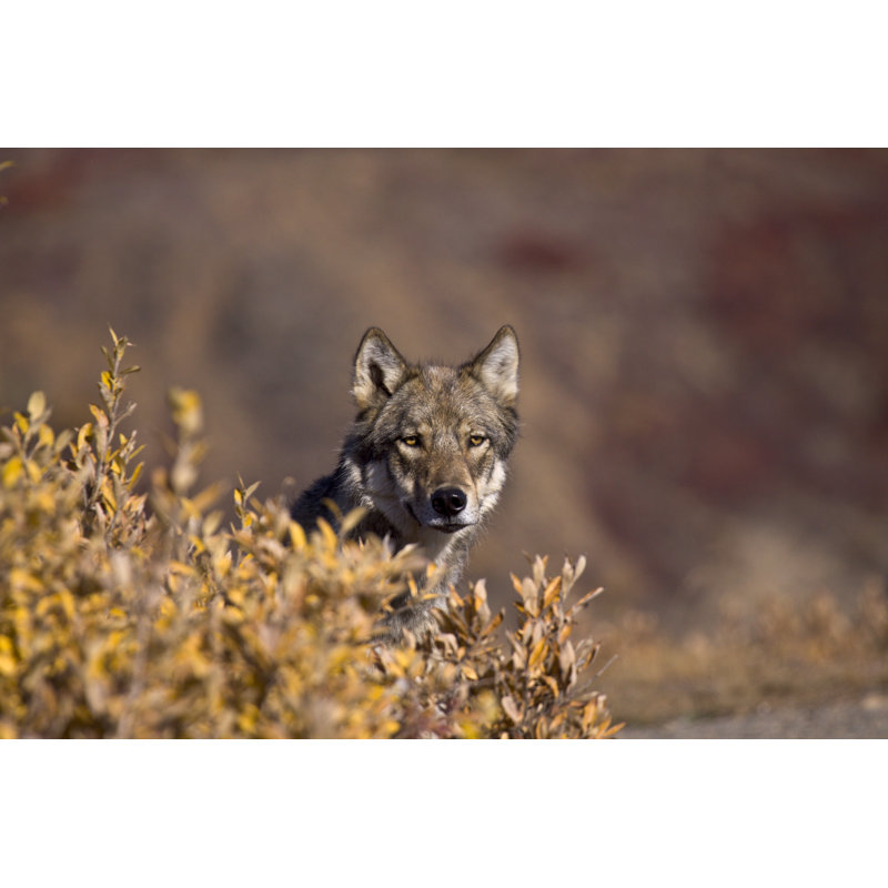 Autumn Wolf Frontview by RichardSeeley - Wrapped Canvas Print, 30cm H x 46cm W