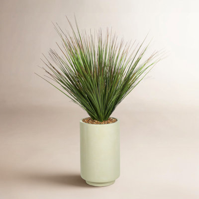 Thorp 56" Onion Grass in Planter