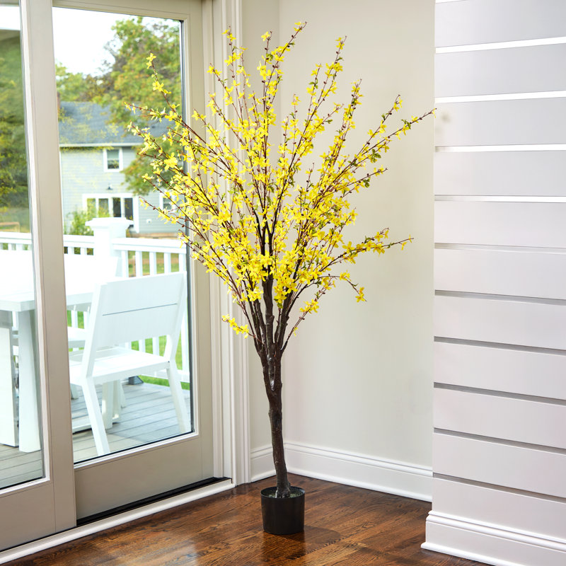 Arbre Forsythia 6 pi