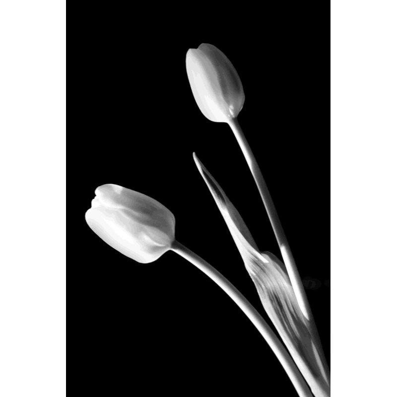 Tulipes 3 - Photographie sur toile tendue, H 30 po x l 20 po