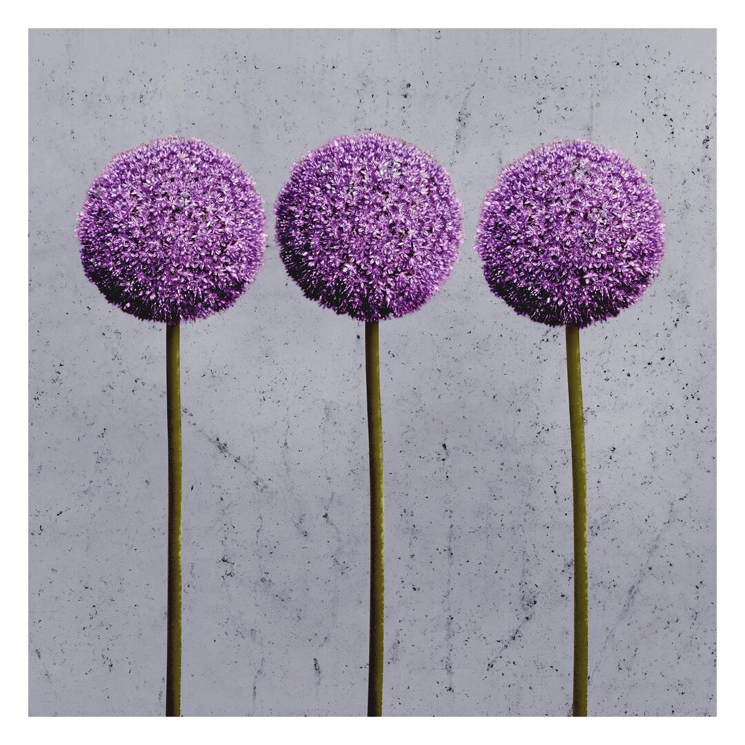 Matt Fototapete Allium Kugel-Blüten 1,92 m x 192 cm