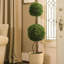 Preserved Boxwood Double Ball Topiary in Pot-465220151