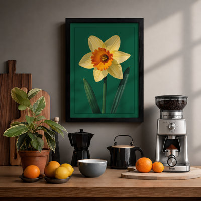 Daffodil Study Botanical - Framed Print
