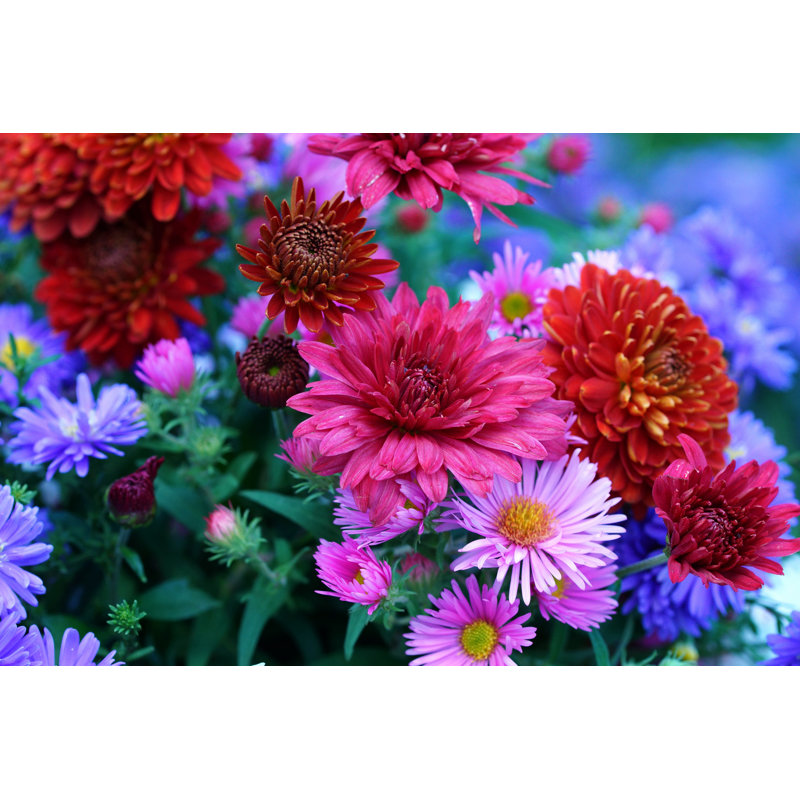 Asters And Chrysanthemum - Wrapped Canvas Print, 51cm H x 76cm W