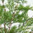 3ft. Lighted Artificial Cypress Tree with 120 Warm White LED Lights