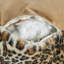 Animal Print Backrest Cushion Cover-1070822176