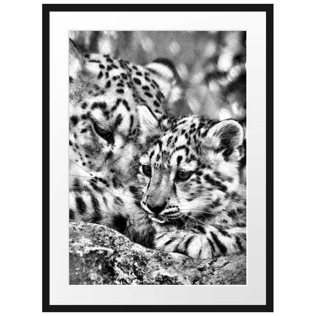 Gerahmtes Poster Leopard mit Jungtier