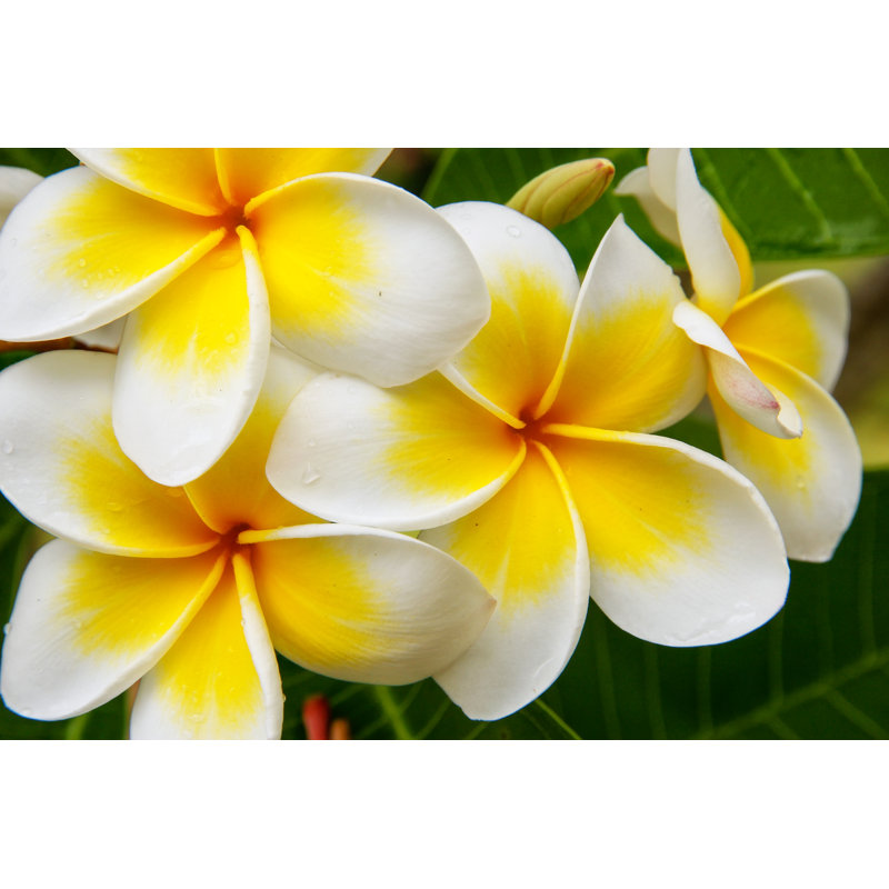 Potton Plumeria Flowers - Wrapped Canvas Print, 61cm H x 91cm W x 3.8cm D