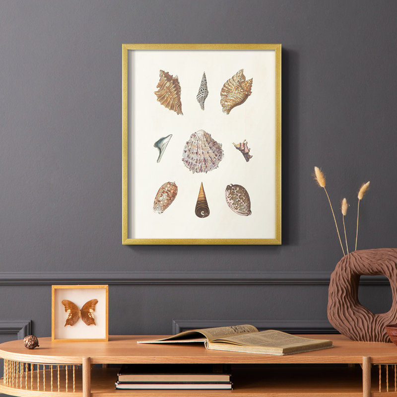Knorr Shells & Coral VI, reproduction encadrée - bois massif, Encadrement doré, H 10 po x l 8 po