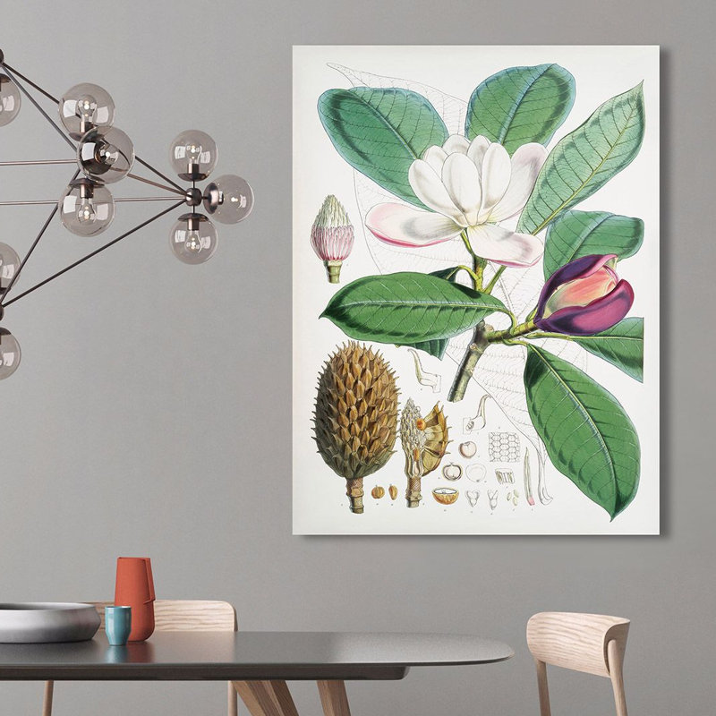 Magnolia Hodgsonii, 1855 by Walter Hood Fitch - Art Prints on Canvas, 80cm H x 60cm W x 4cm D