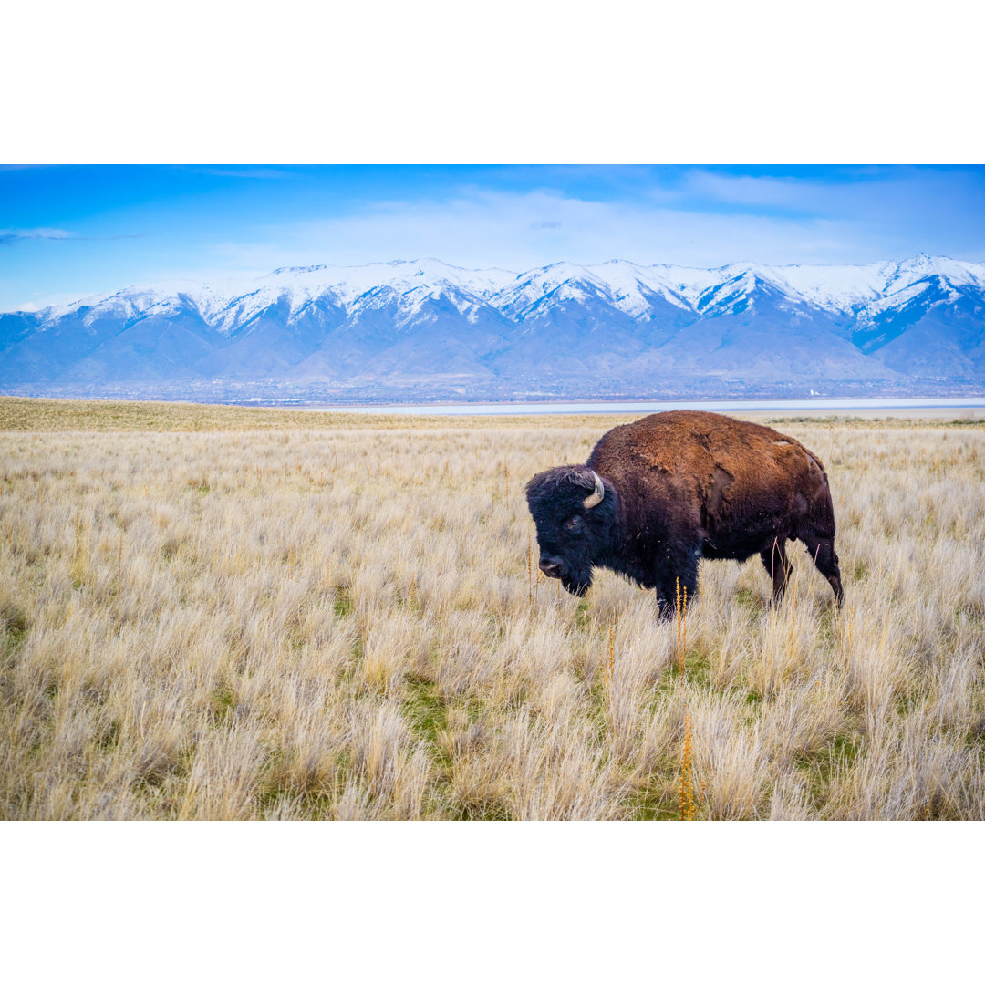 Leinwandbild Amerikanischer Wisent auf dem Feld im Antelope Island State Park, Utah