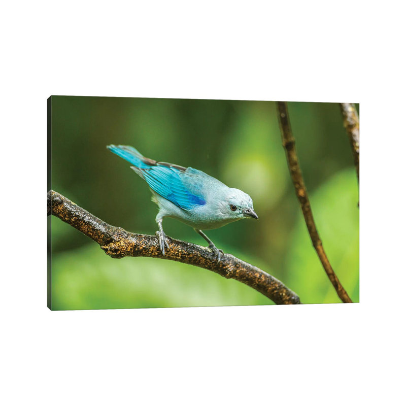 Costa Rica, Sarapique River Valley. Blue-Grey Tanager On Limb. by Jaynes Gallery - Wrapped Canvas Print