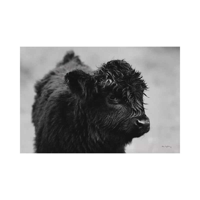 Scottish Highland Cattle XI In Black And White by Alan Majchrowicz - Wrapped Canvas Gallery-Wrapped Canvas Giclée
